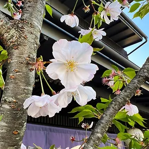 https://rinn-kamiebisu.hotels-in-kyoto.org